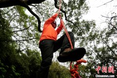 攀树师可以在机械难以抵达的位置修剪枯枝
